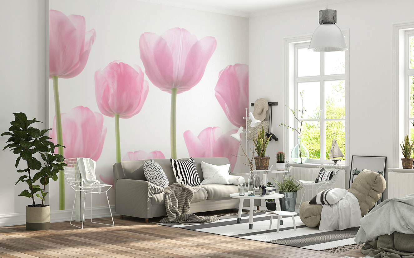 Soft pink tulips, white background, elegant Tulip Bulbs Wall Mural.
