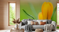 Fresh green background of the Golden Crocus Serenity wall mural