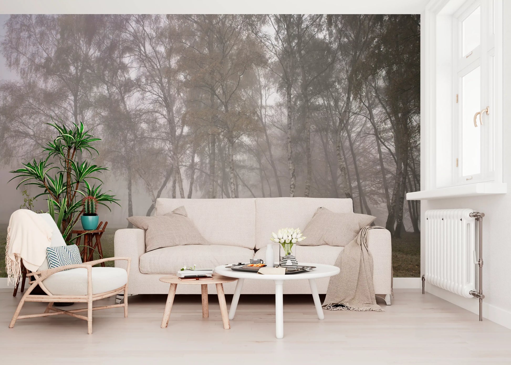 Misty Birch Grove Wall Mural with slender tree trunks print.