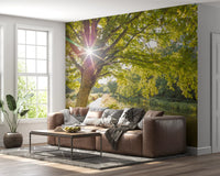 Sunlit Woodland Canal Wall Mural with forest reflections on water., GD9861