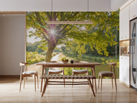 Sunlight flare through leaves over a quiet woodland canal wall mural., GD9861