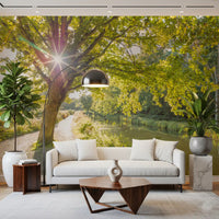 Large sunlit tree and gravel path landscape for a modern lounge wall mural., GD9861