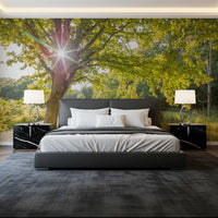 Bright woodland landscape wall mural with sunrays and water reflection., GD9861