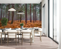 Autumn forest wall mural applied in a dining room with tall trees., GD10424