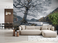 Gnarled oak tree on mossy rocks beside still lake in wall mural., GD10431
