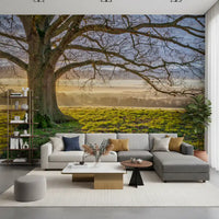 Wall mural showing Towering oak trunk and sprawling limbs against a golden morning sky., GD10441