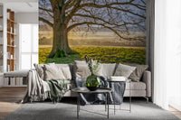 Morning mist oak tree mural featuring layered sky and golden light., GD10441