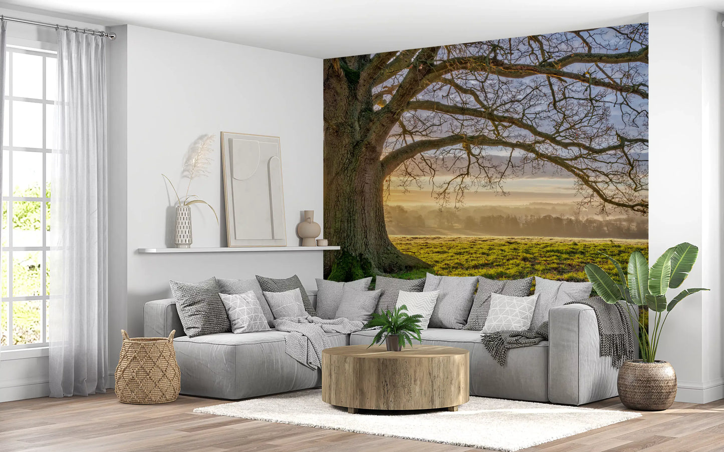 Golden dawn oak tree wall mural in a living room with warm tones., GD10441