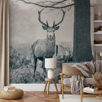 Misty grey woodland background in forest monochrome wall mural., GD10444