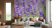Shallow depth of field across purple lavender field wall mural in living area., GD10456