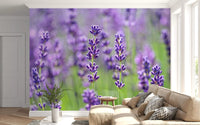 Detailed lavender bud clusters on slender stems in floral wall mural., GD10456