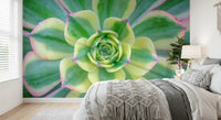 The succulent rosette wall mural with Tightly coiled centre bud in bedroom., GD10457