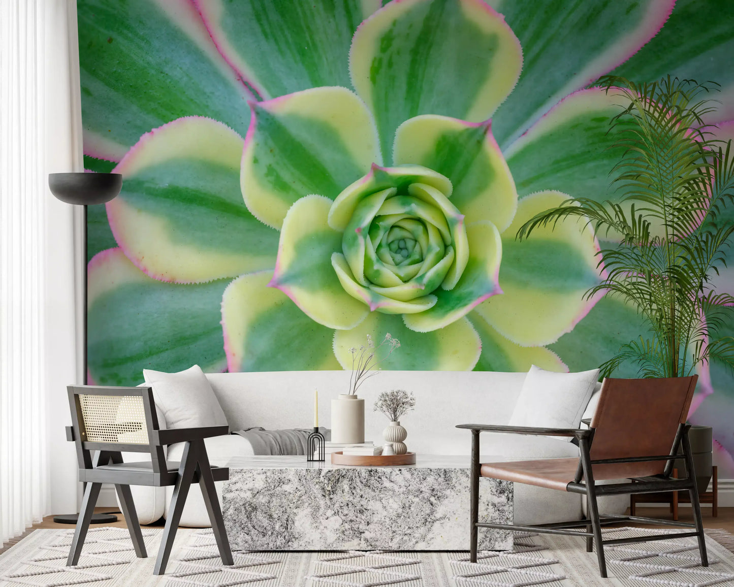 Variegated succulent rosette wall mural with pink-tipped leaf edges., GD10457