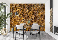 Sunlit golden grain texture in harvest field wall mural for dining room., GD10481