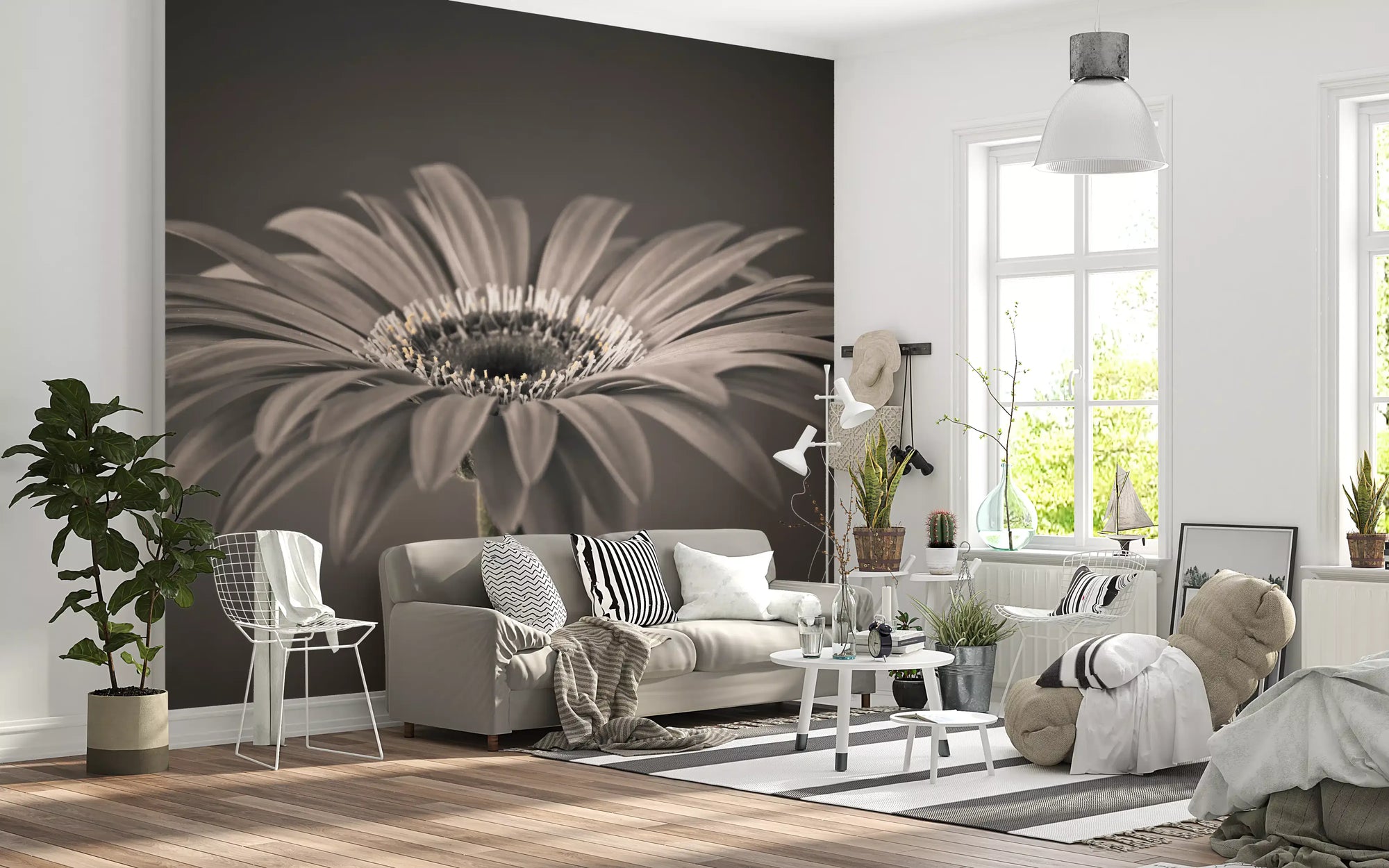 Sepia gerbera daisy macro mural with layered petals on dark grey backdrop in living room GD10920 