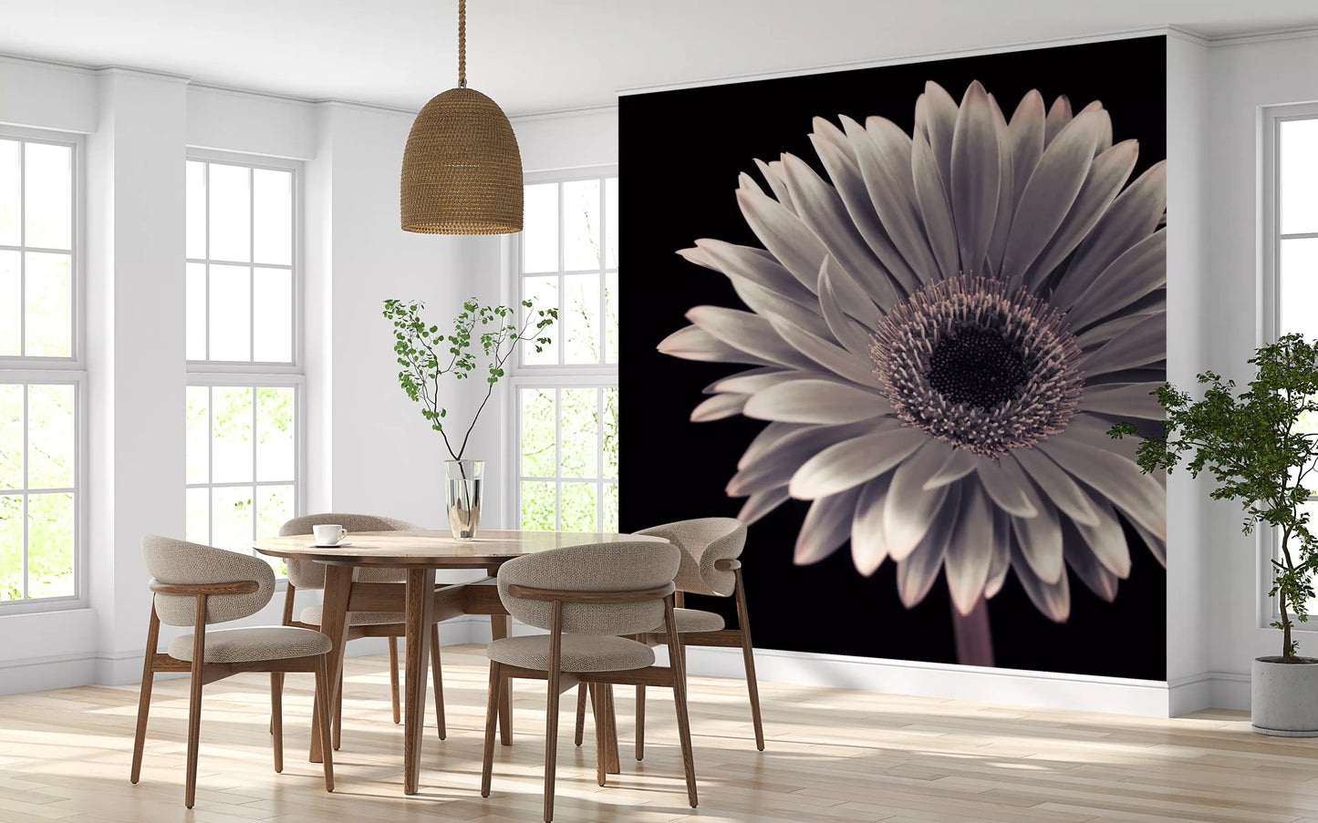 Petals of the Midnight Gerbera Wall Mural