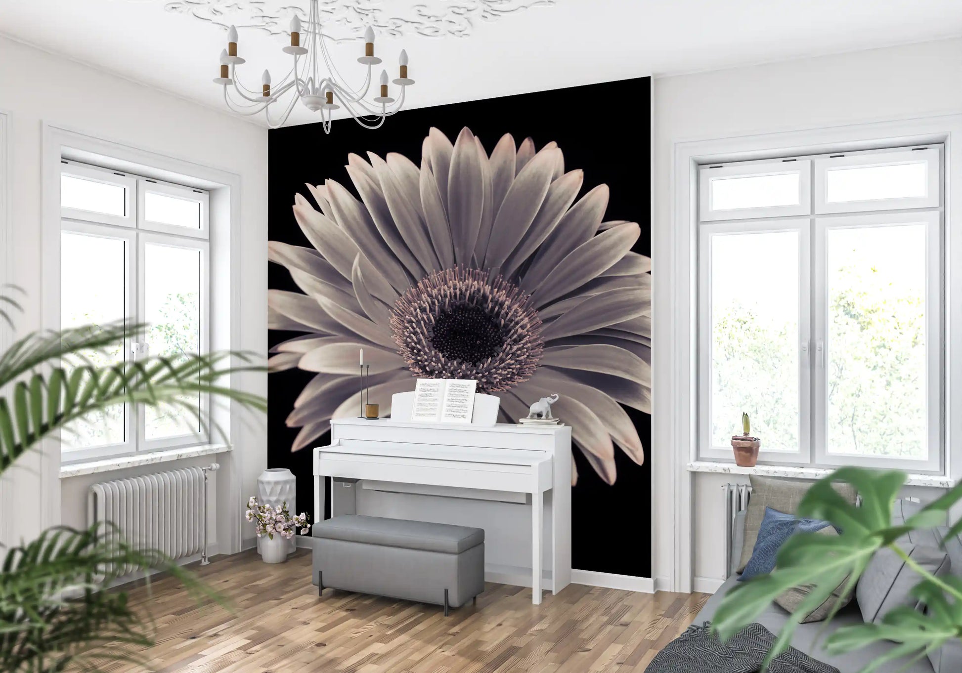 Petals of the Midnight Gerbera Wall Mural