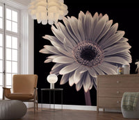 Petals of the Midnight Gerbera Wall Mural