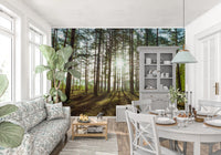 Sunlit Pine Forest Morning Wall Mural