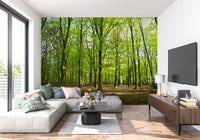 Sunlit Spring Beech Grove Wall Mural