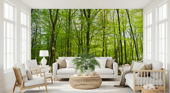 Sunlit spring beech grove wall mural with green canopy GD11126