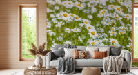 Sunlit Daisy Meadow Wall Mural