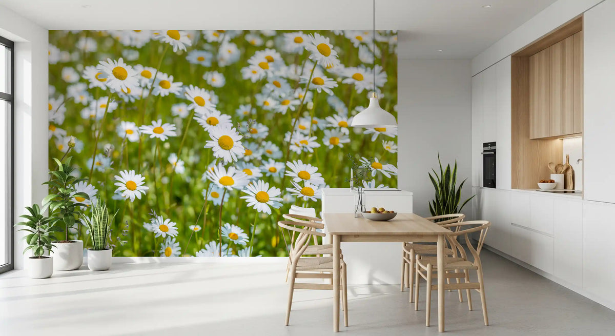 Sunlit daisy meadow wall mural with white and yellow flowers in dining room GD11164