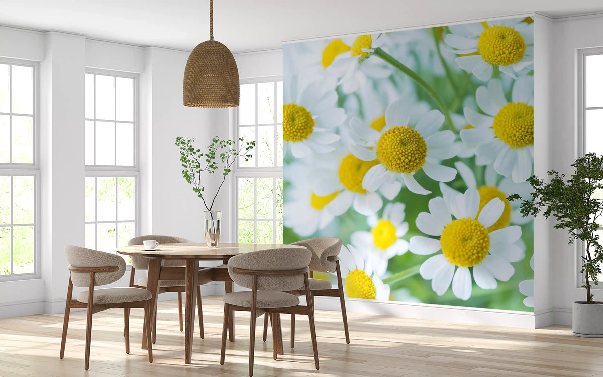 Spring meadow bloom wall mural with white daisies and yellow centres in dining room GD11410