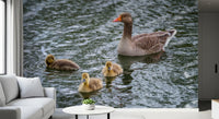 Serene Waterfowl Pond Reflections Wall Mural