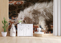 White Persian cat resting on terracotta and blue Mediterranean tiles wall mural, GD13119