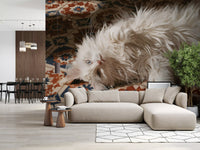 White Persian cat resting on terracotta and blue Mediterranean tiles wall mural, GD13119