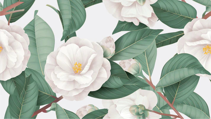 White Camellia Flowers Wallpaper Mural in your room — zoomed