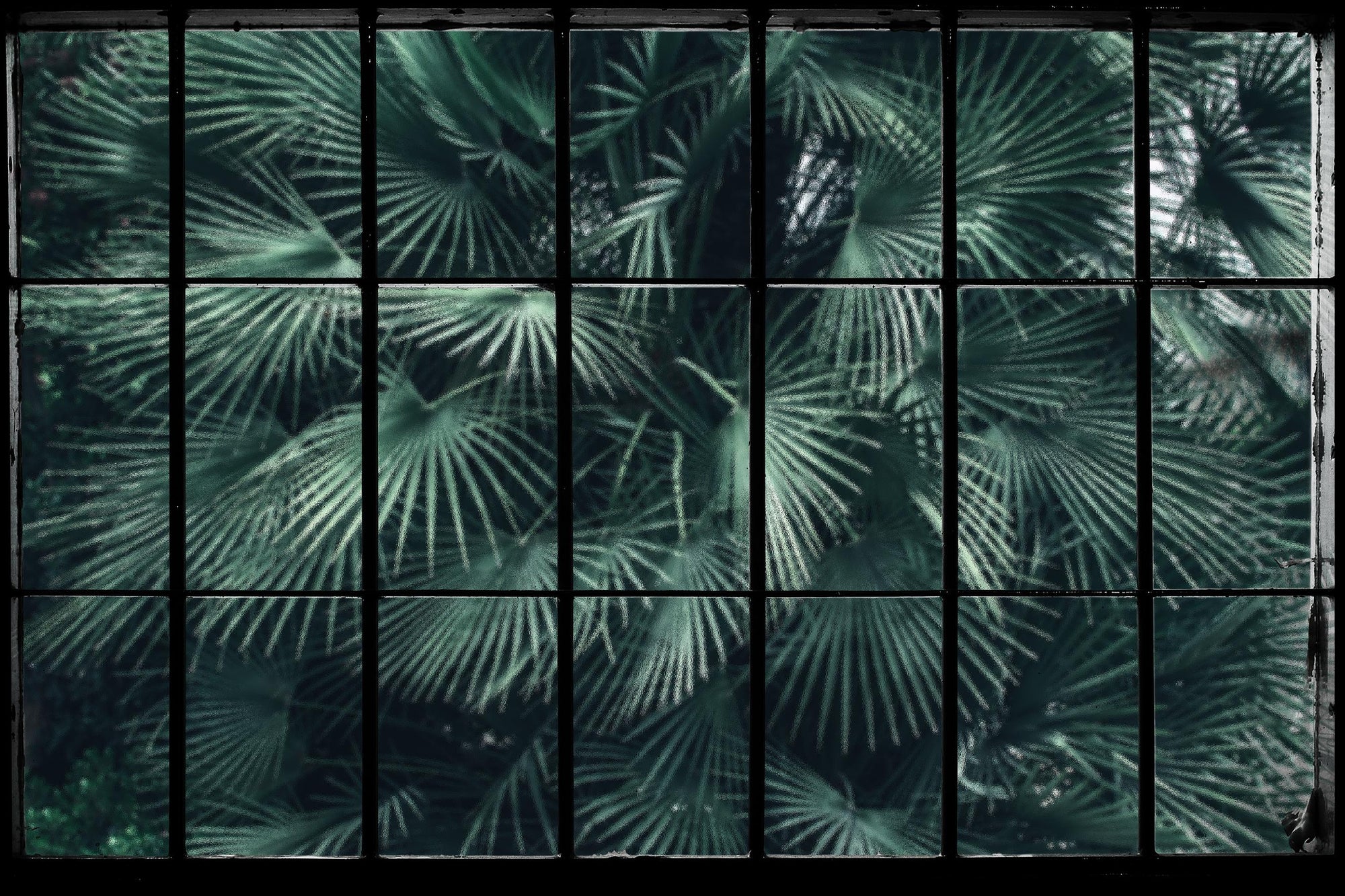Tropical Palm Leaves Window Mural