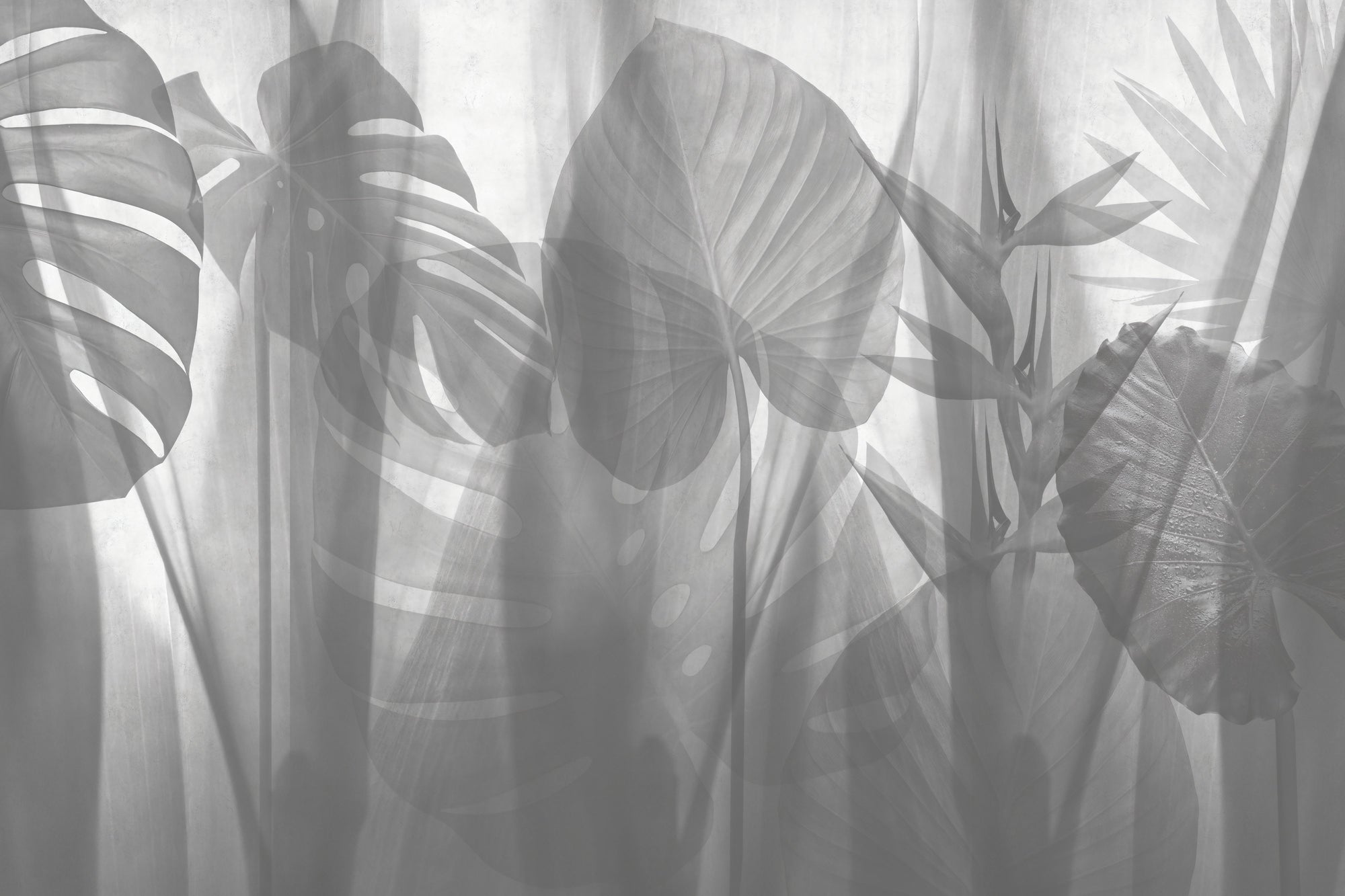 monochrome Tropical Leaves Wallpaper