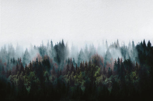 Tropical  Forest Landscape Wallpaper