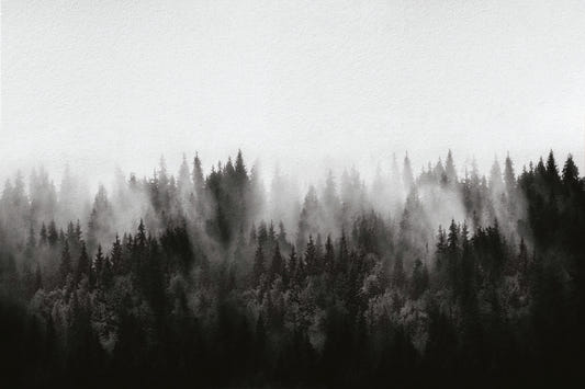 Monochrome Misty Forest Wallpaper
