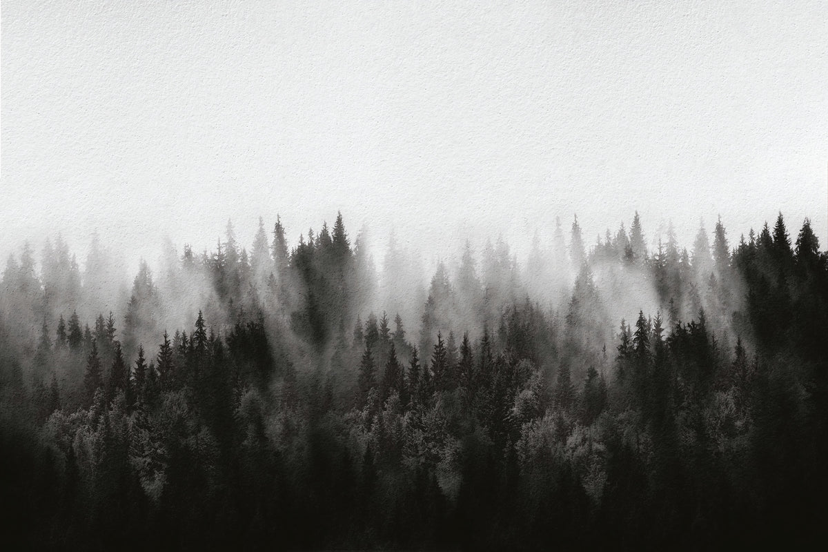 Monochrome Misty Forest Wallpaper