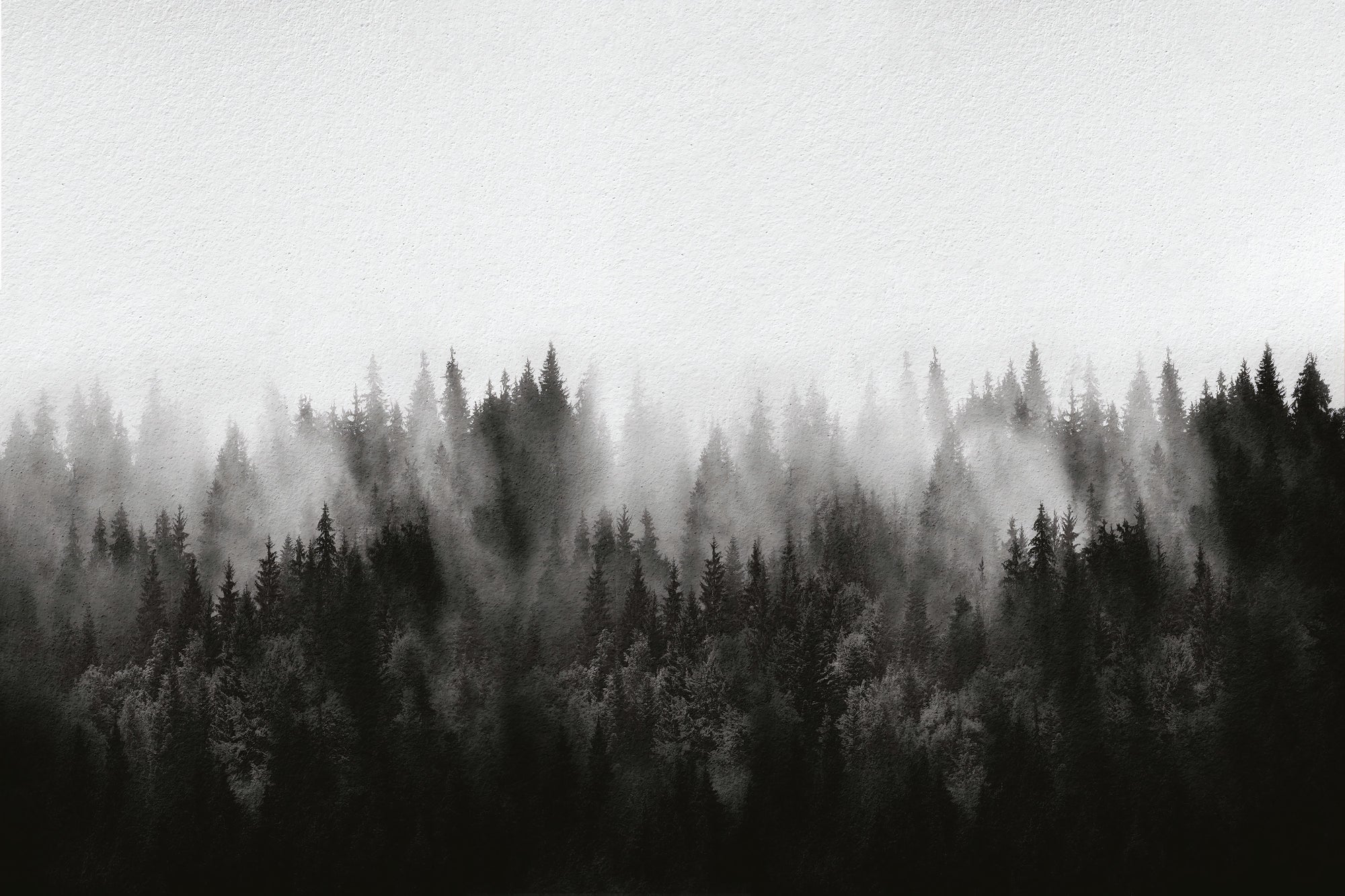 Monochrome Misty Forest Wallpaper
