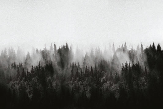 Monochrome Misty Forest Wallpaper