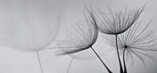 Monochrome Dandelion Mist Wallpaper