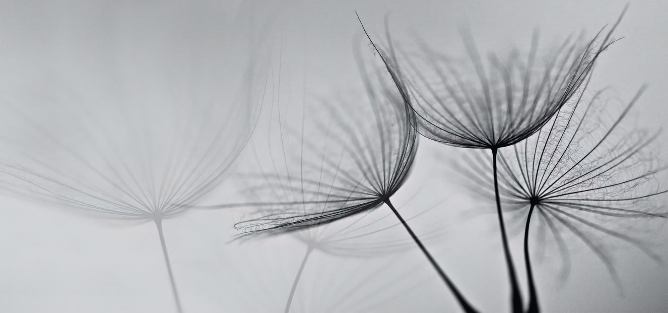 Monochrome Dandelion Mist Wallpaper