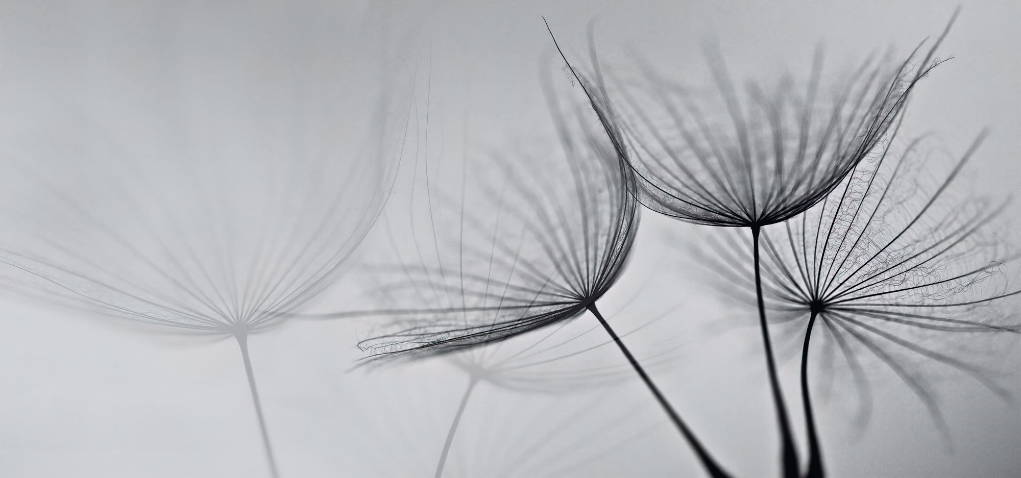 Monochrome Dandelion Mist Wallpaper