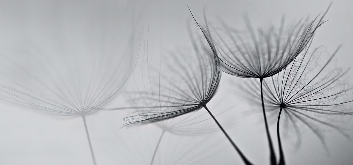 Monochrome Dandelion Mist Wallpaper in your room — zoomed