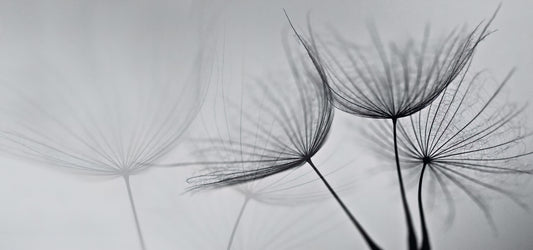 Monochrome Dandelion Mist Wallpaper