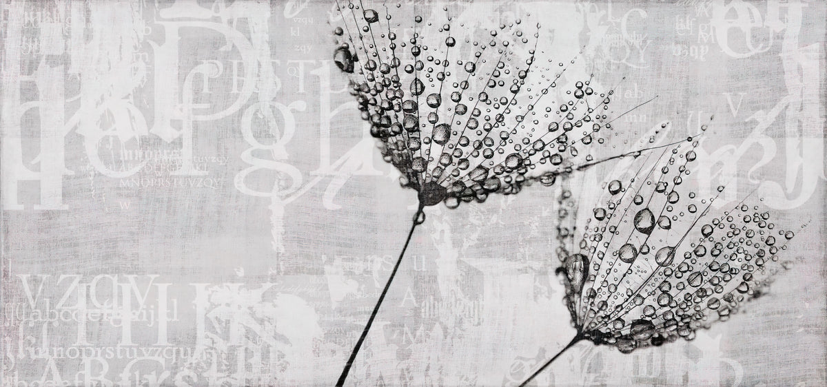 Botanical Script Dandelion Wallpaper
