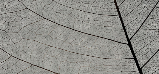Monochrome Leaf Vein Wallpaper