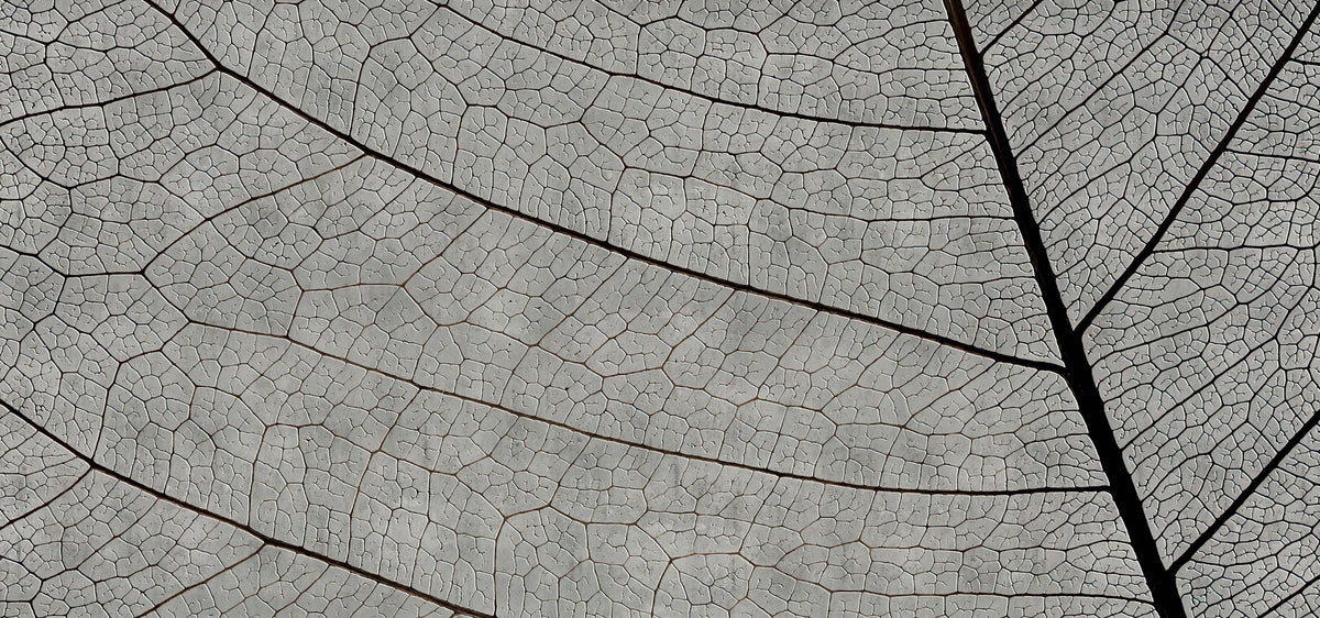 Monochrome Leaf Vein Wallpaper in your room — zoomed