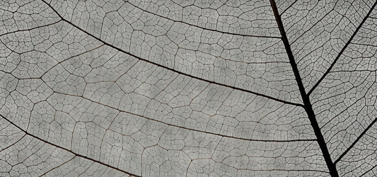 Monochrome Leaf Vein Wallpaper
