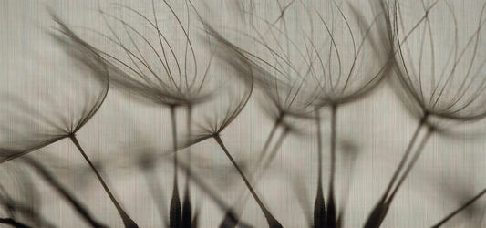 Soft Botanical Breeze Wallpaper