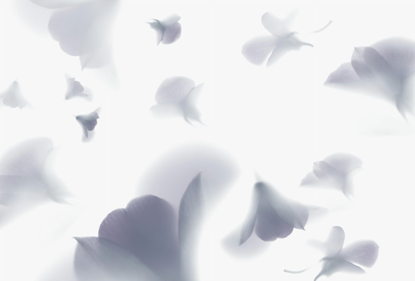 Lovender Minimalist Floral Wallpaper